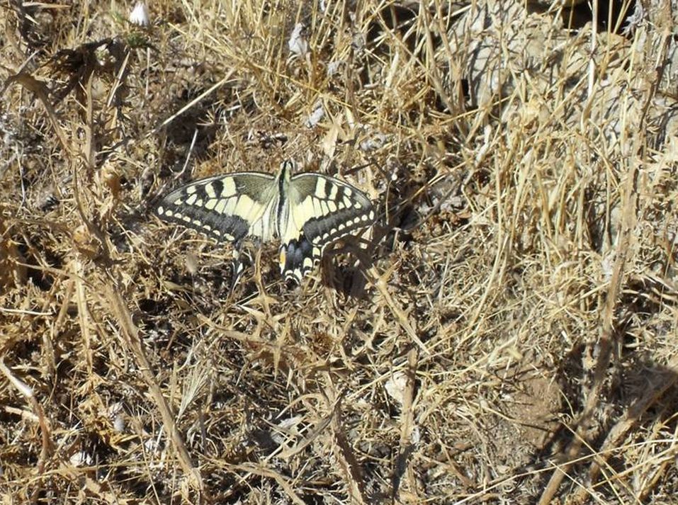 Papilio